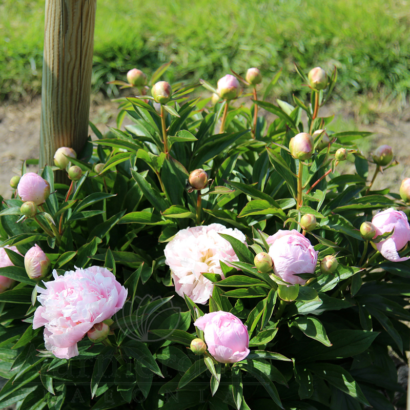 Pink Pearl | Warmerdam Paeonia